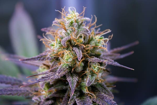 Your Ultimate Guide to Cannabis Flower: Types, Consumption, and Benefits